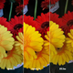 Image for article titled Samsung's Galaxy S4 Camera Versus the Competition